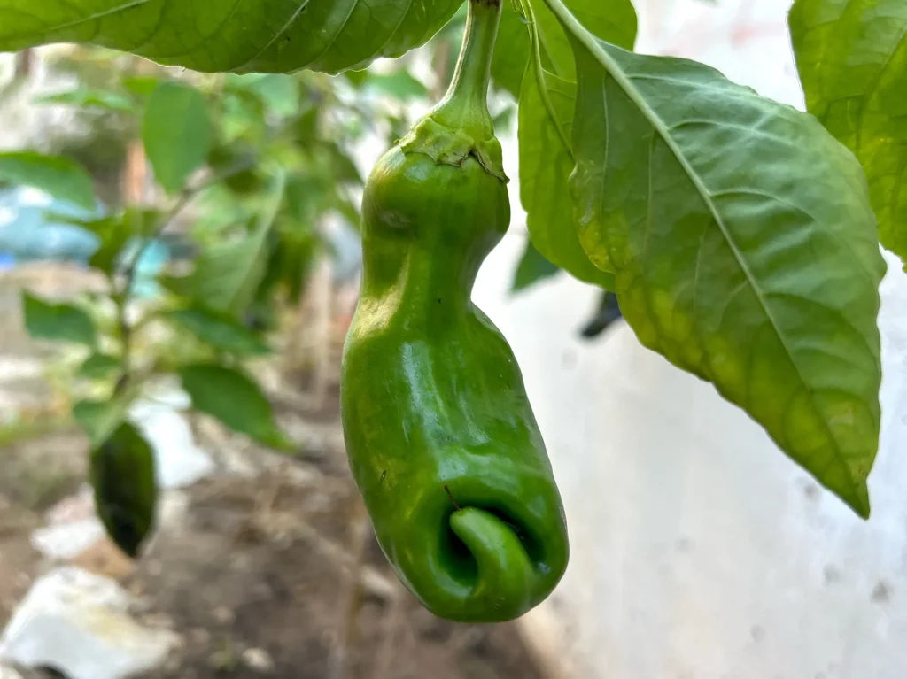 paprika_4